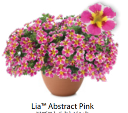 ЕВРО Калибрахоа Lia Abstract pink ОКС укорененные черенки В наличии