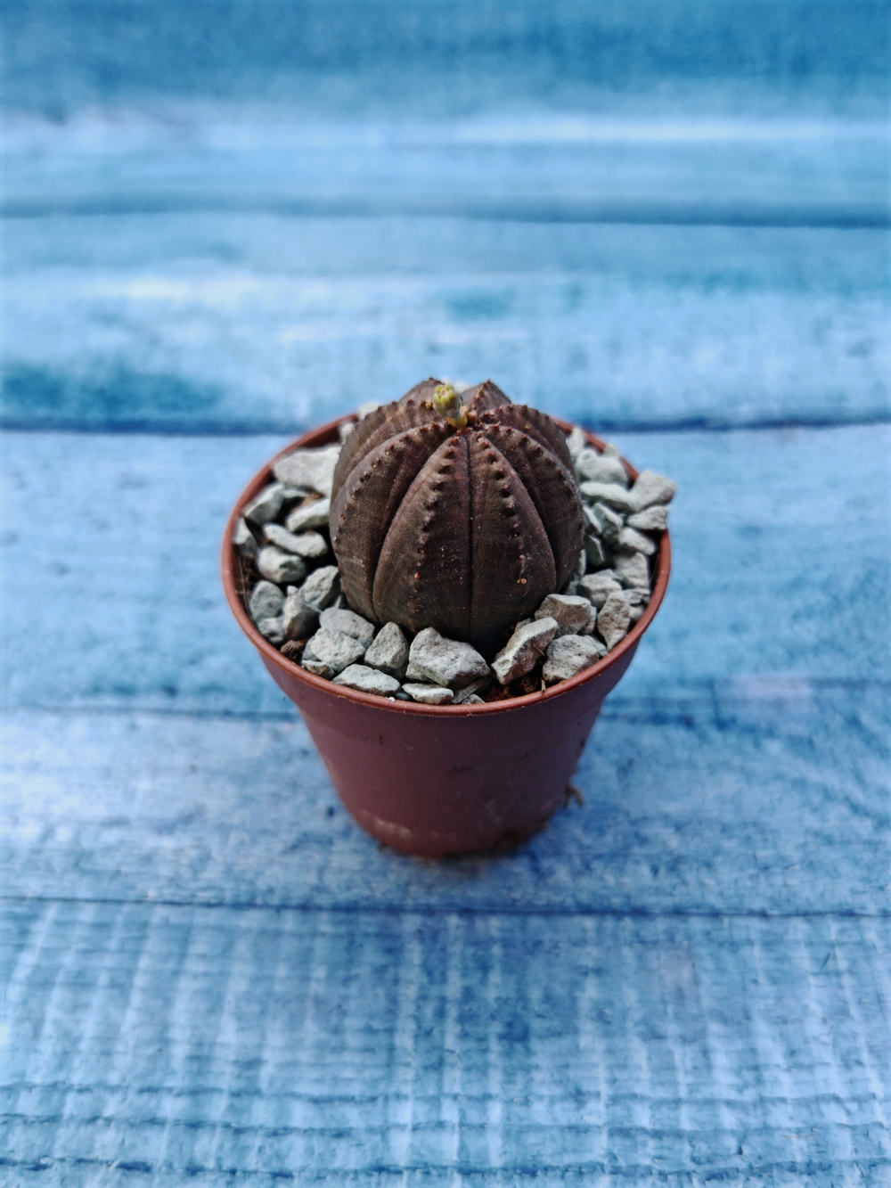 Euphoria Obesa (Эуфорбия)