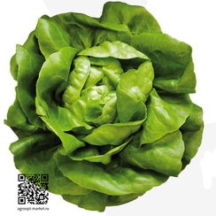 Джеффри семена салата маслянистого (Nunhems / Нюнемс)