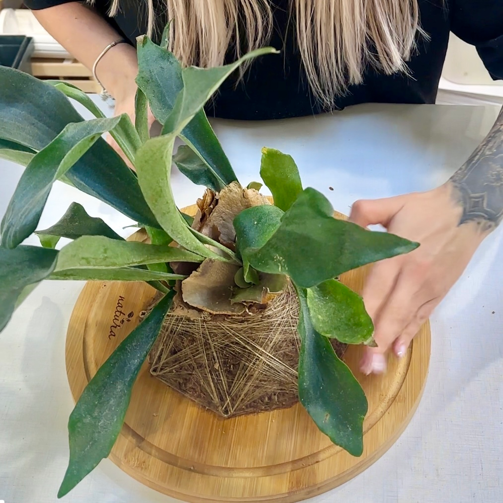 🌿 Мастер-класс «Эпифит на доске» — зелёная скульптура для вашей стены