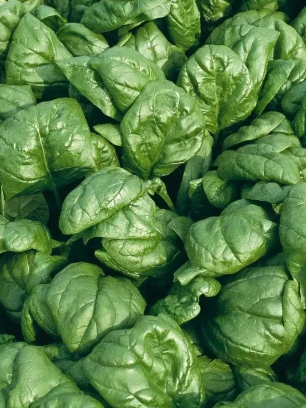 Семена Шпинат Жирнолистный