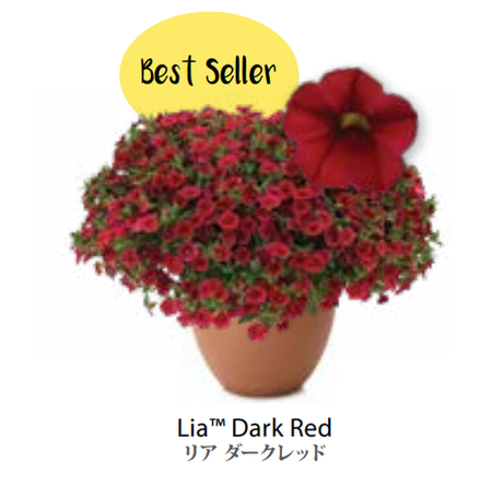 ЕВРО Calibrachoa Lia Dark Red укорененный черенок ноябрь