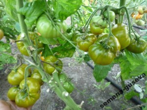 Помидоры Киви — Kiwi