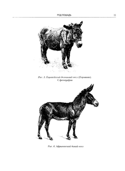 Лошади. Конские породы | Л. Симонов; И. Мердер