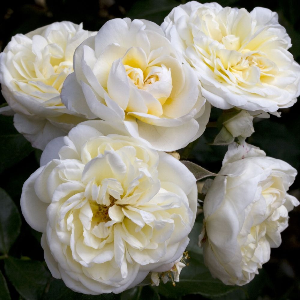 Леди Романтика (Lady Romantica)