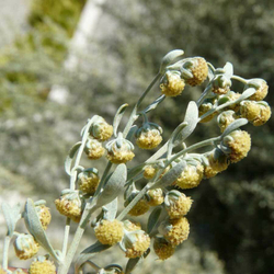 Полынь горькая (трава) 500 г