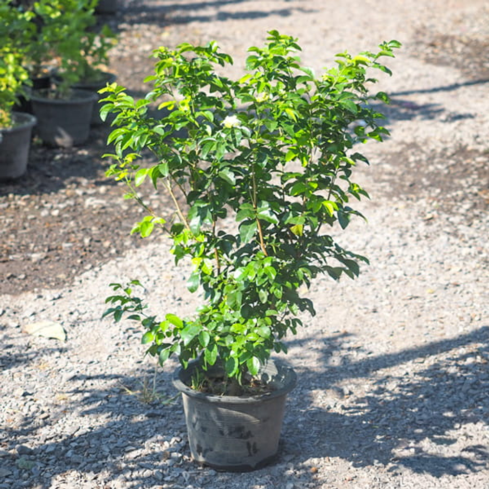 Муррайя метельчатая гималайская – Murraya Paniculata Himalai