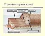 Профессиональный шампунь Кератиновое восстановление Petrova, 400 мл