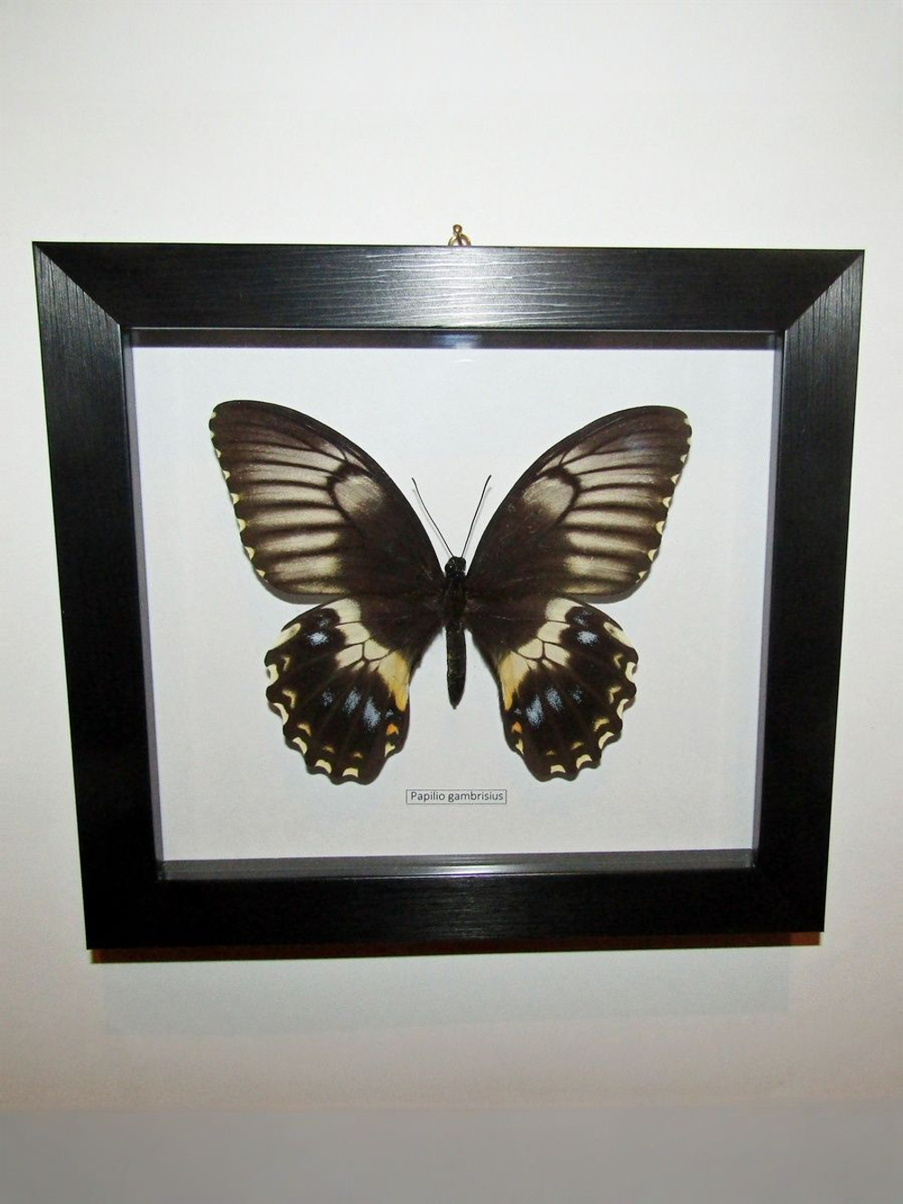 Бабочка Papilio gambrisius самка в рамке