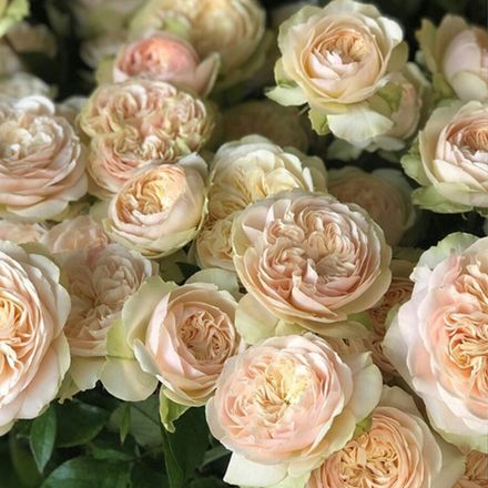 Викториан Брайд (Victorian Bride)