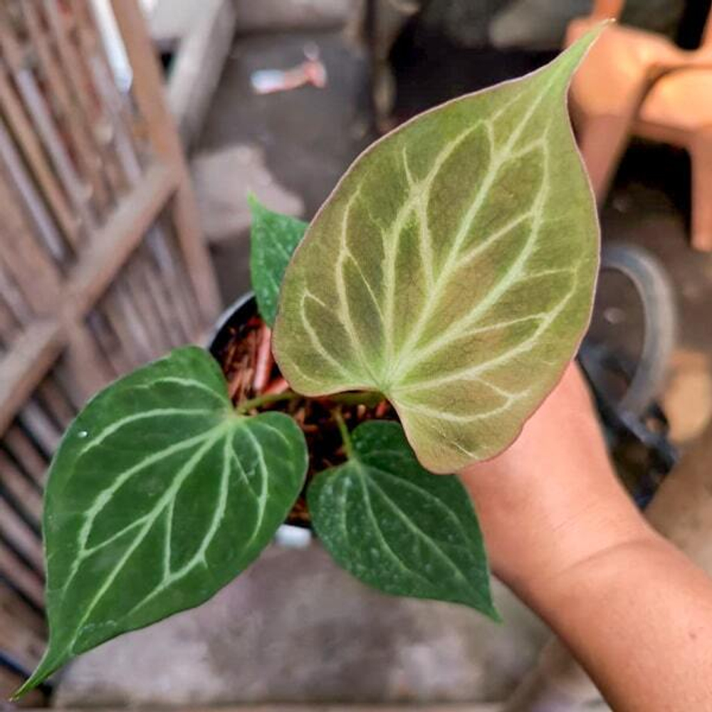 Антуриум KOS BUTTERFLY