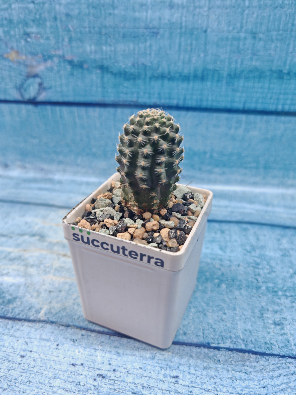 Rebutia Pygmaea (Ребуция)