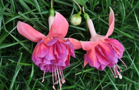 Фуксия Henkelly's Euphemia