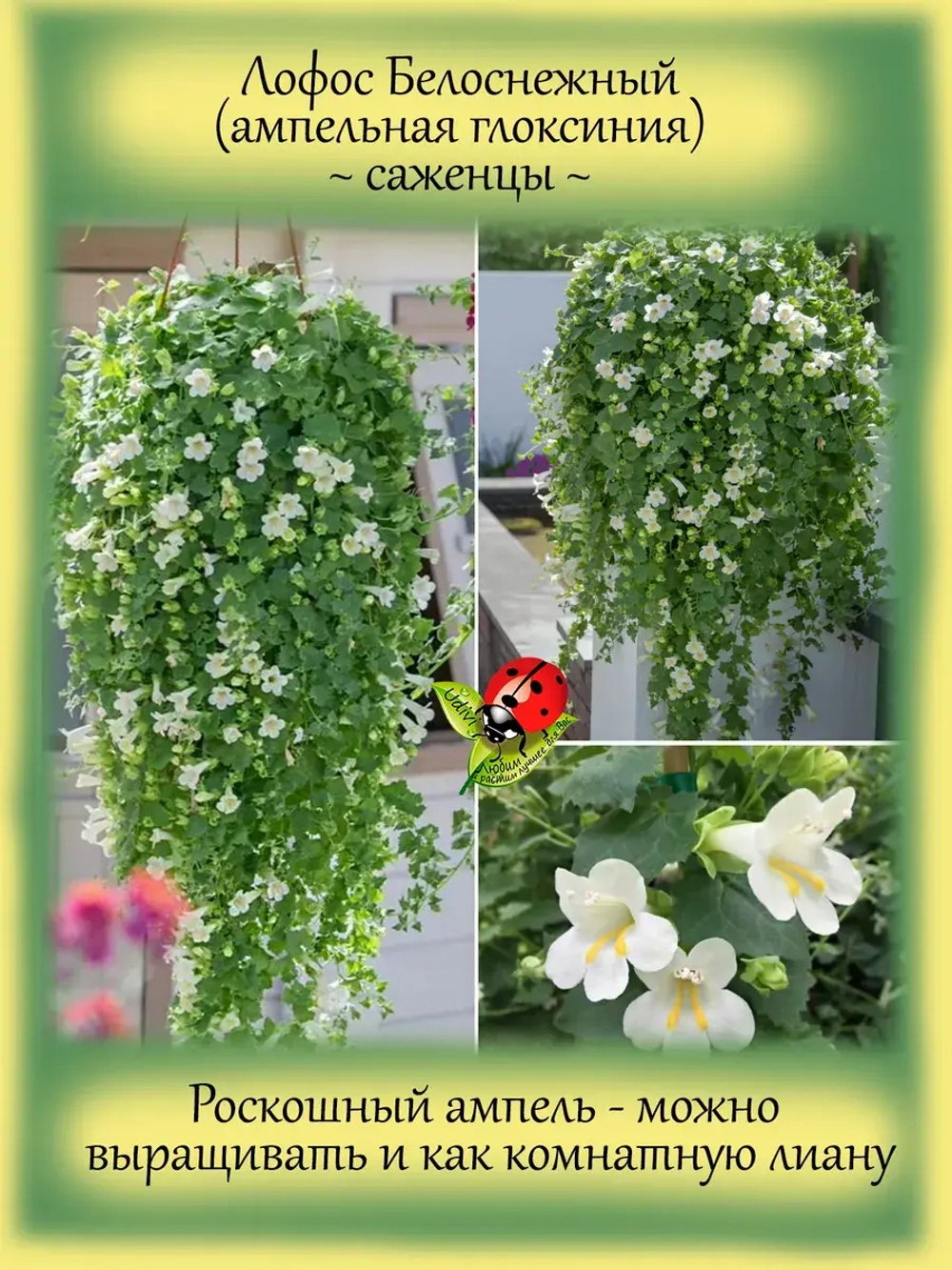Лофос Белоснежный ампельная глоксиния