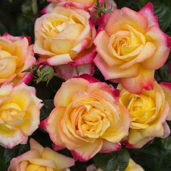 Восточный Экспресс (Pullman Orient Express)