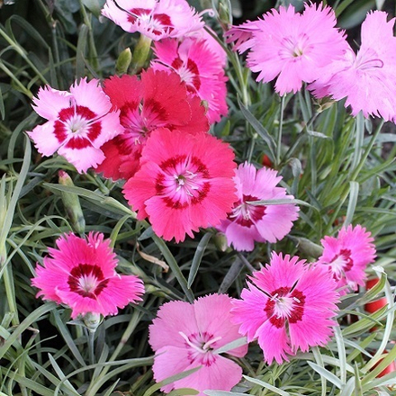 Гвоздика серовато-голубая