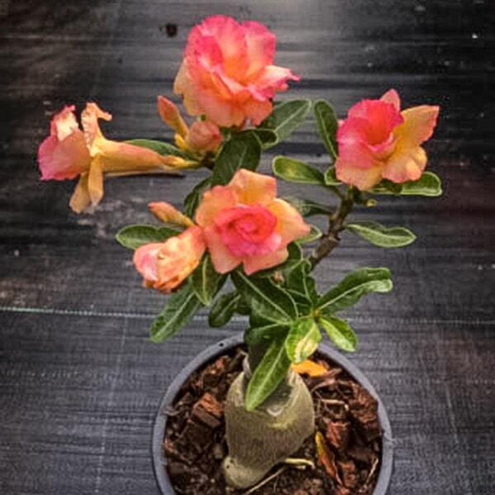 Адениум обесум PEACH