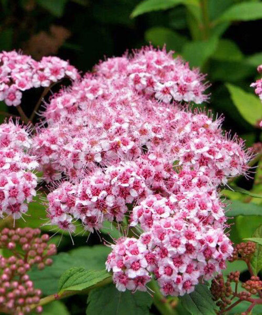 Спирея японская Спарклинг Шампань С2 15-20