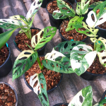 Монстера ADANSONII ALBO VAR