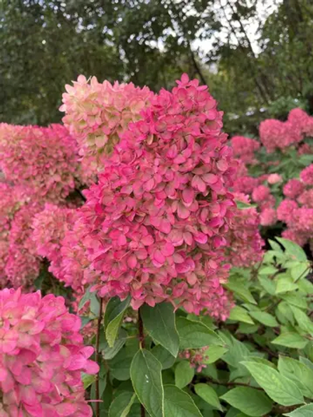 Гортензия метельчатая Гарденлайт Редлайт ( Hydrangea paniculata Gardenlight Redlight)