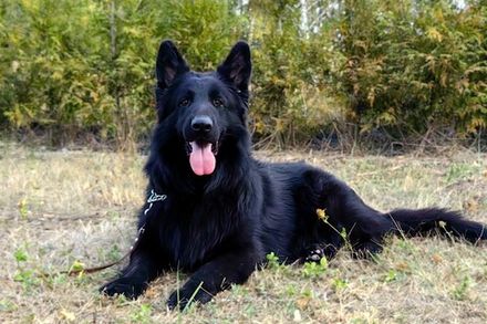 ДЖОКЕР Из Поместья Боговик