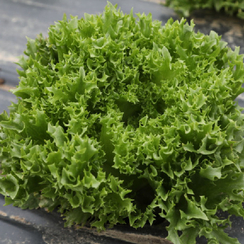 Фрезер семена салата листового (Гавриш)