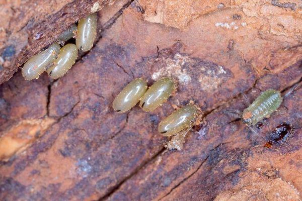 Где зимуют вредители в саду? Находим и обезвреживаем врага до весны Где зимуют вредители в саду? Находим и обезвреживаем врага до весны