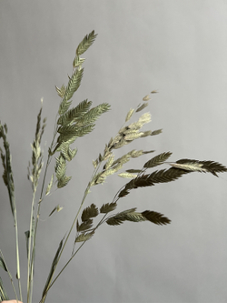 Хасмантиум натуральный