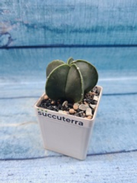 Astrophytum Myriostigma Nudum (Астрофитум)