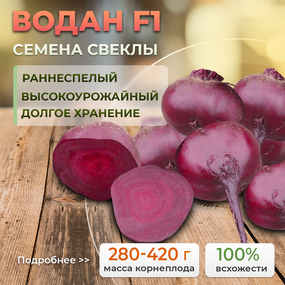 ВОДАН F1 семена свеклы Bejo семена