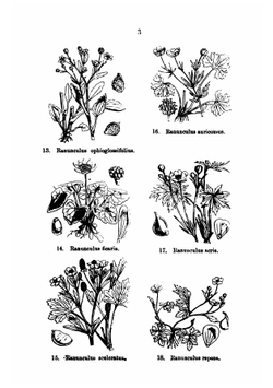 Illustrations of the British flora, drawn by W.H. Fitch and W.G. Smith | Walter Hood Fitch