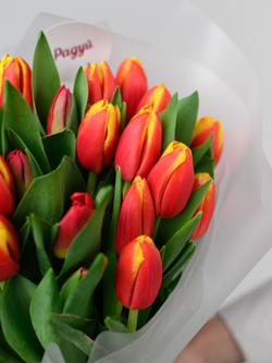 Тюльпаны микс