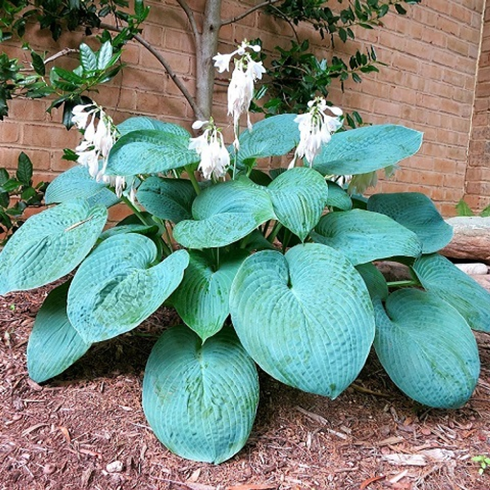 Хоста гибридная Big Daddy