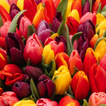 Микс 101 тюльпан