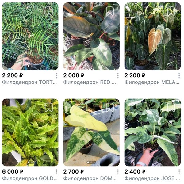 Предзаказ Ароидные Таиланд, поставка S03 май 2026