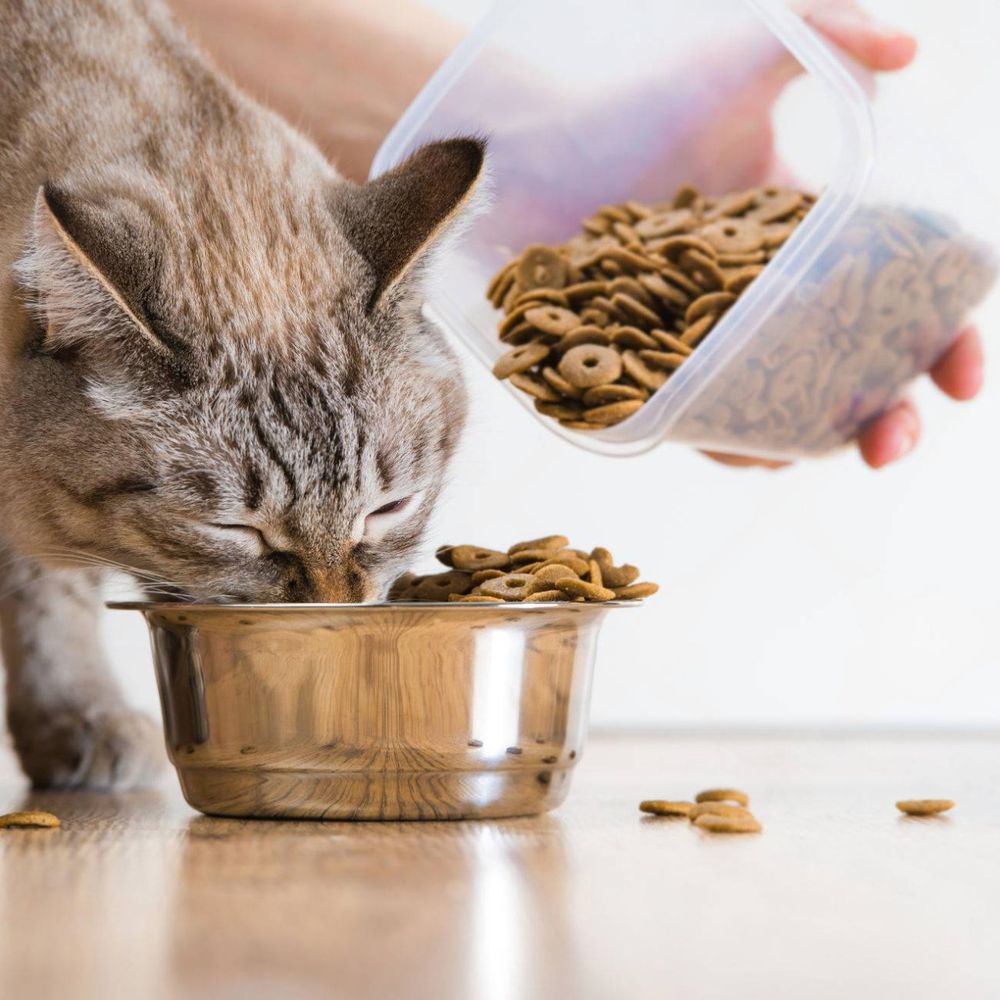 Как выбрать лучший корм для кастрированного кота: советы и рекомендации