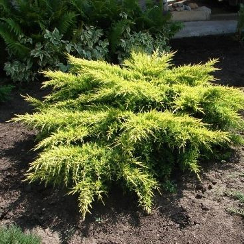 Мож-ник горизонтальный "LIMEGLOW"