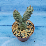 Tephrocactus Articulatus Diadematus (Тефрокактус)