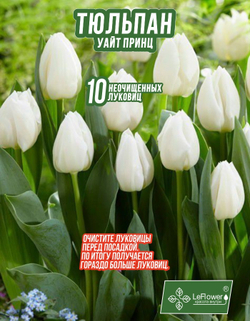 Тюльпан Луковица, Уайт Принц, 10шт