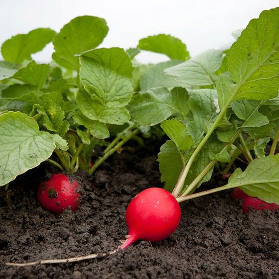 СТЕЛЛАР F1 семена редиса Syngenta купить