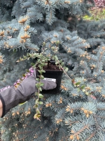 Клюква садовая "МАК ФАРЛИН"