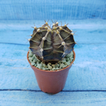 Gymnocalycium Friedrichii (Гимнокалициум)