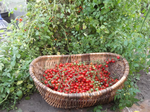 Дикие сладкие помидоры Свит Пиа