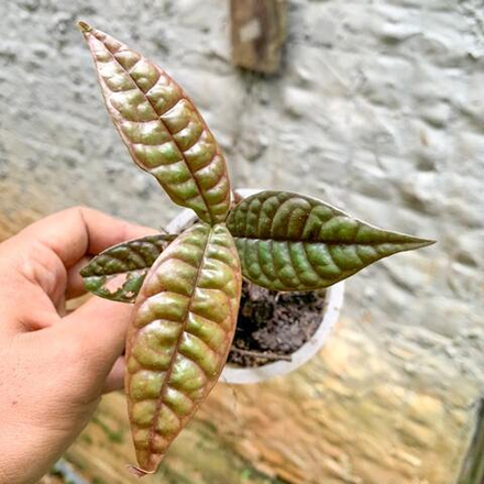 Ардизия JAMBI 01