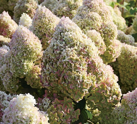 "Диамантино"  Метельчатая Гортензия Р9