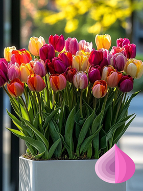 Тюльпаны