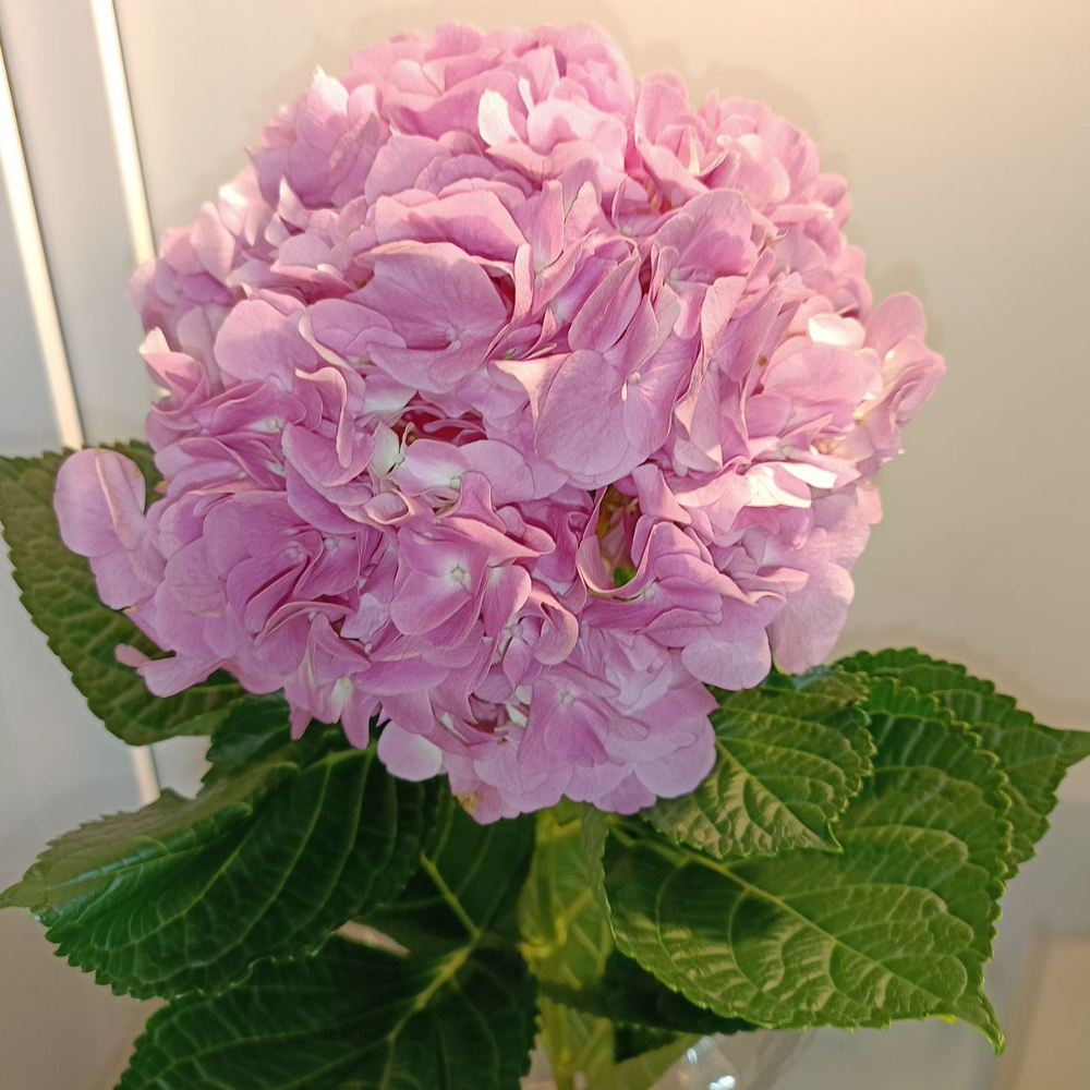 Гортензия Колумбия срезка большая