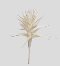 TR 563 Гусмания