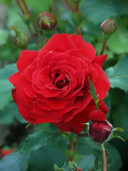 Роза флорибунда Нина Вейбул