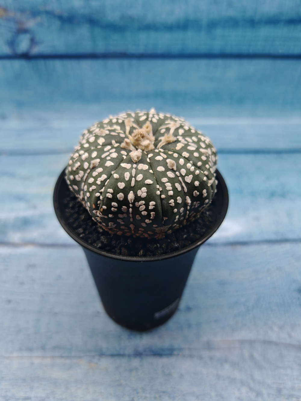 Astrophytum Asterias (Астрофитум)